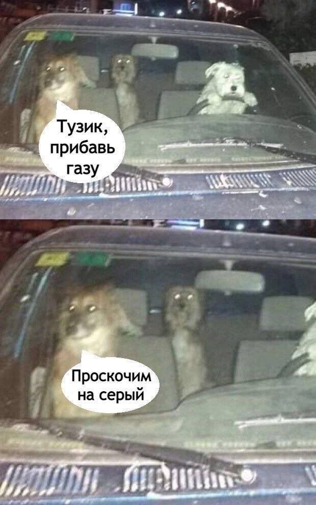 Тузик прибавь газ {i Проскочим на серыи