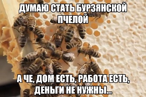 УМАЮТСТАТЬБУРЗЯНСКОИ и AYE ДОМЕСТЬ, НЕ