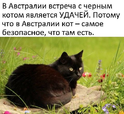 В Австралии встреча счерным котом является УДАЧЕИ. Потому что в Австралии кот самое ‘безопасное, что там есть. у We
