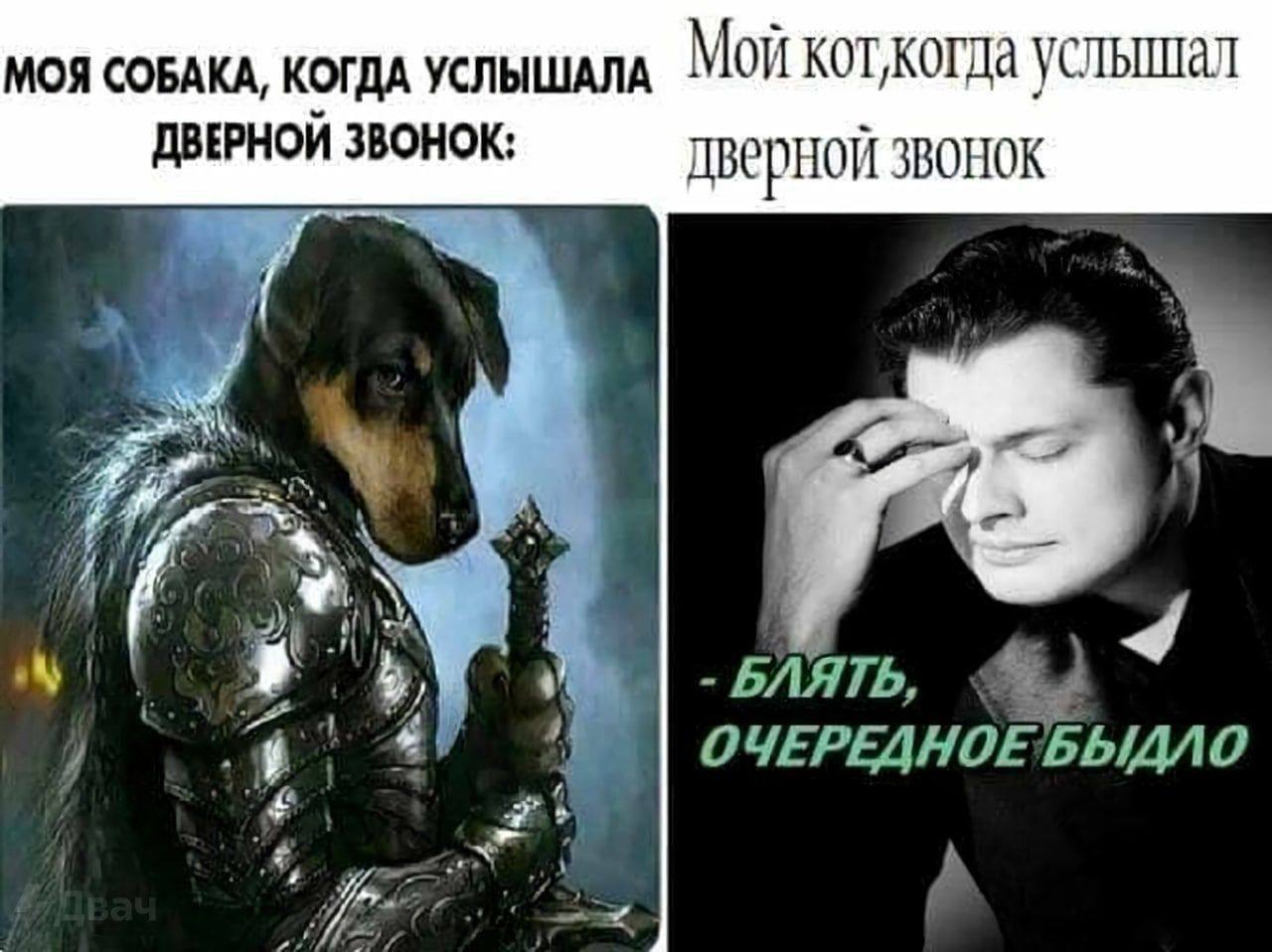 МОЯ СОБАКА, КОГДА УСЛЫШАЛА Мой коткогда услышал ДВЕРНОИ ЗВОНОК: дверной 3BOHOK 3 i 47 ОЧЕРЕДНОЕБЫДЛО