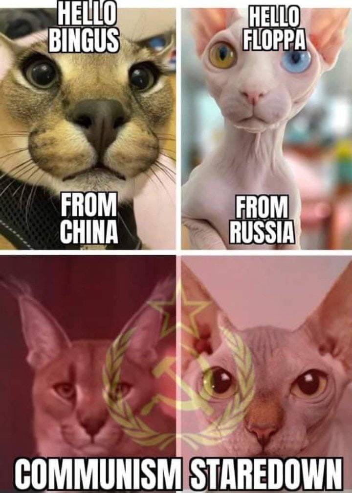 HELLO FLOPPA FROM CHINA RUSSIA COMMUNISM STAREDOWN