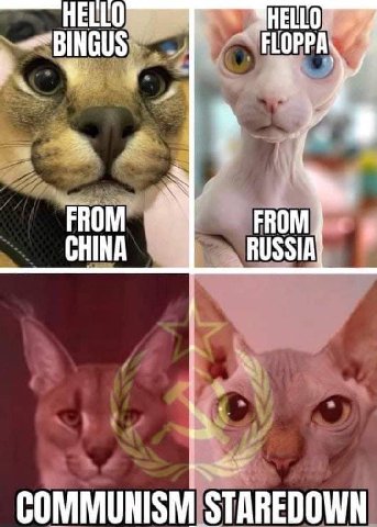 HELLO FLOPPA FROM CHINA RUSSIA COMMUNISM STAREDOWN