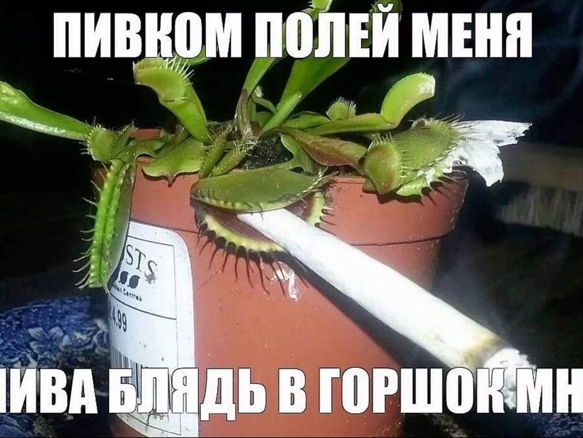 ПИВКОМ ПОЛЕЙ МЕНЯ В ГОРШОЙМН MBA