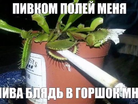 ПИВКОМ ПОЛЕЙ МЕНЯ В ГОРШОЙМН MBA