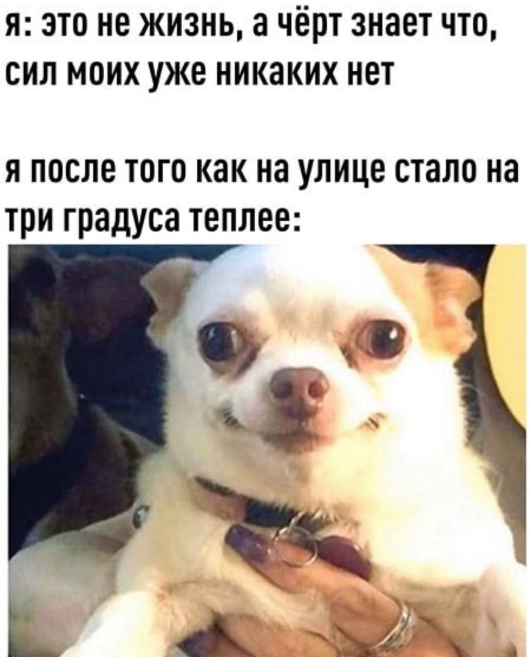 я: это не жизнь, а чёрт знает что, сил моих уже никаких нет я после того как на улице стало на три градуса теплее: