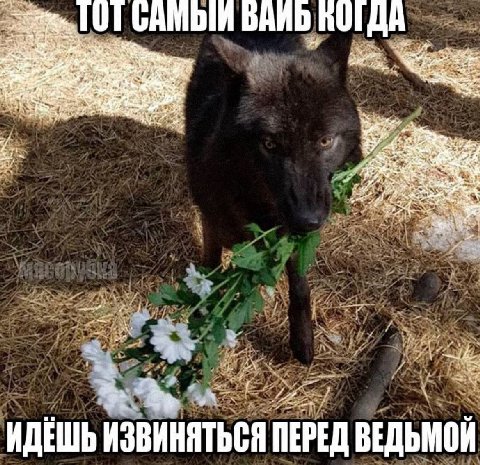 101 BAND ДА О a“ 7 и. А i 3 6 4 у ИДЕШЬ ИЗВИНЯТЬСЯ ПЕРЕД ВЕДЬМОЙ