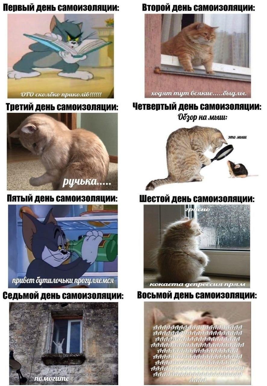 Первый день самоизоляции Второй день самоизоляции OTO ходят тут всякие Четвертый день самоизоляции Третий день самоизоляции на moun это мыш ручька..... Пятый Шестой день самоизоляции прогуляемся Восьм