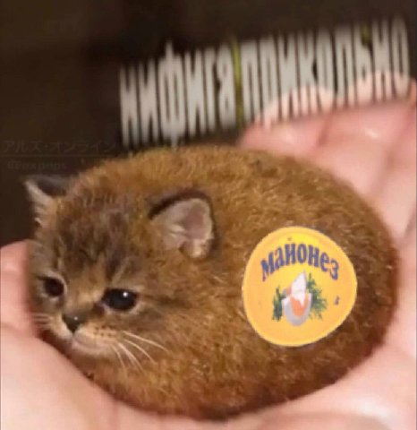 Майонезный кот ритуалов