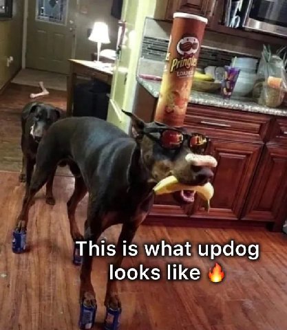 This is what updog looks like