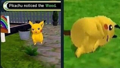 Pikachu noticed the
