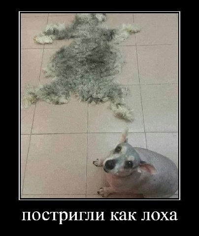 постригли как лоха