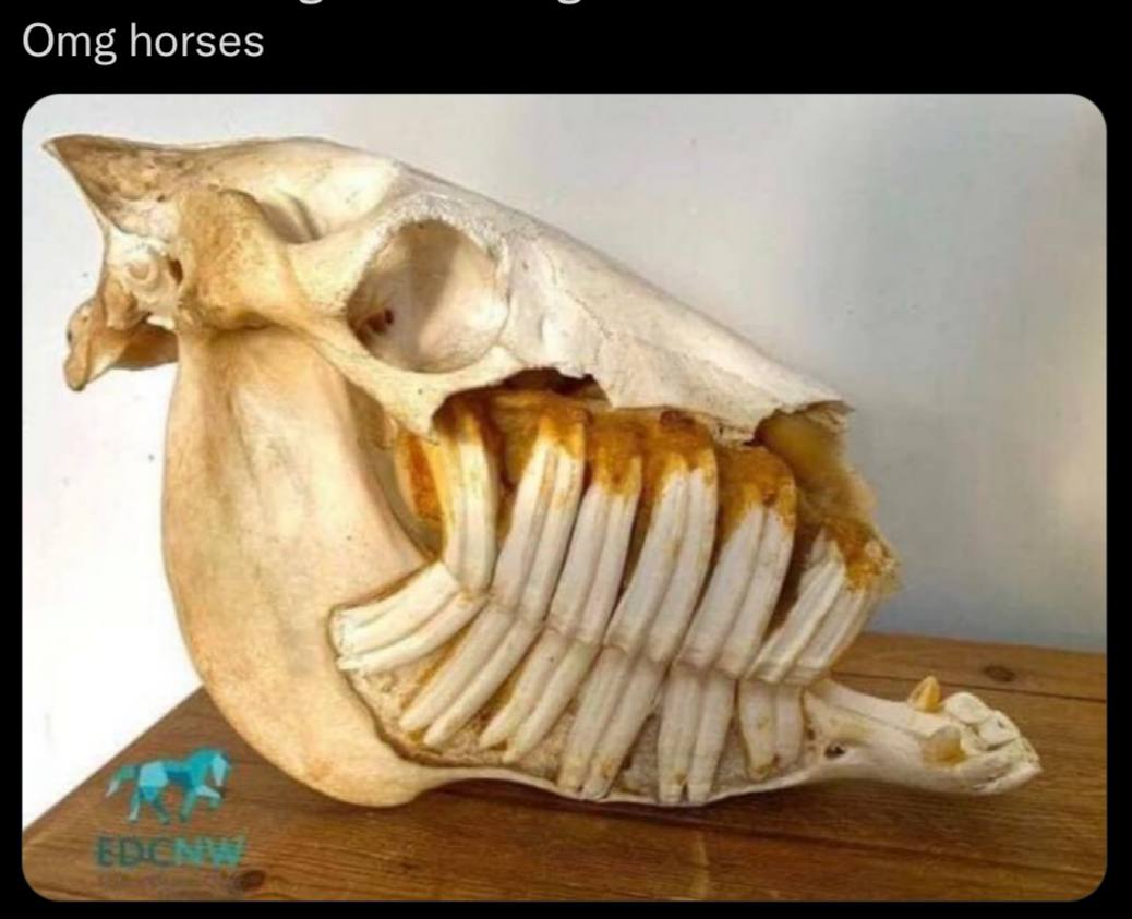 horses A