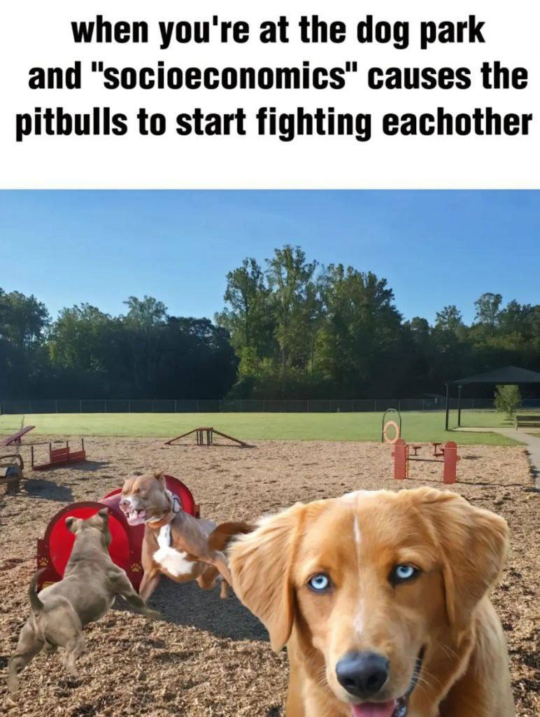 when you're at the dog park and causes the pitbulls to start fighting eachother