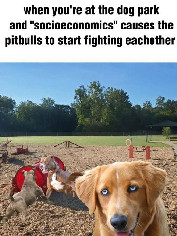 when you're at the dog park and causes the pitbulls to start fighting eachother