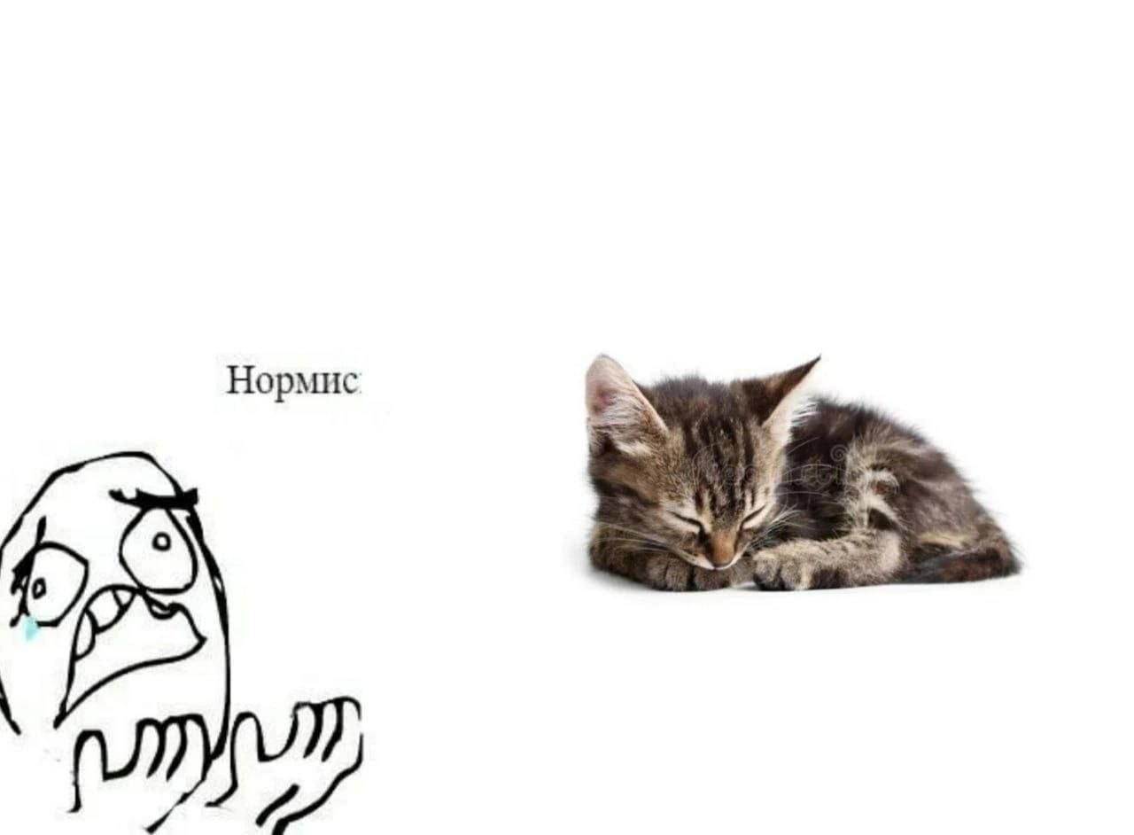 Нормис 6