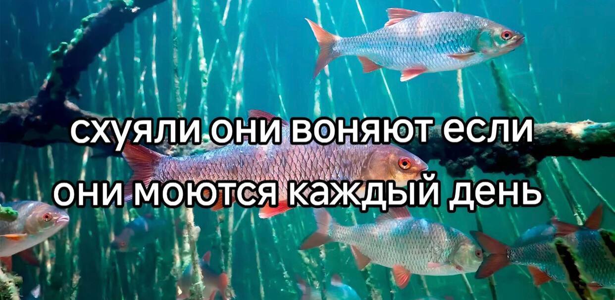 схуяли. OHY если они моютсякаждый день.