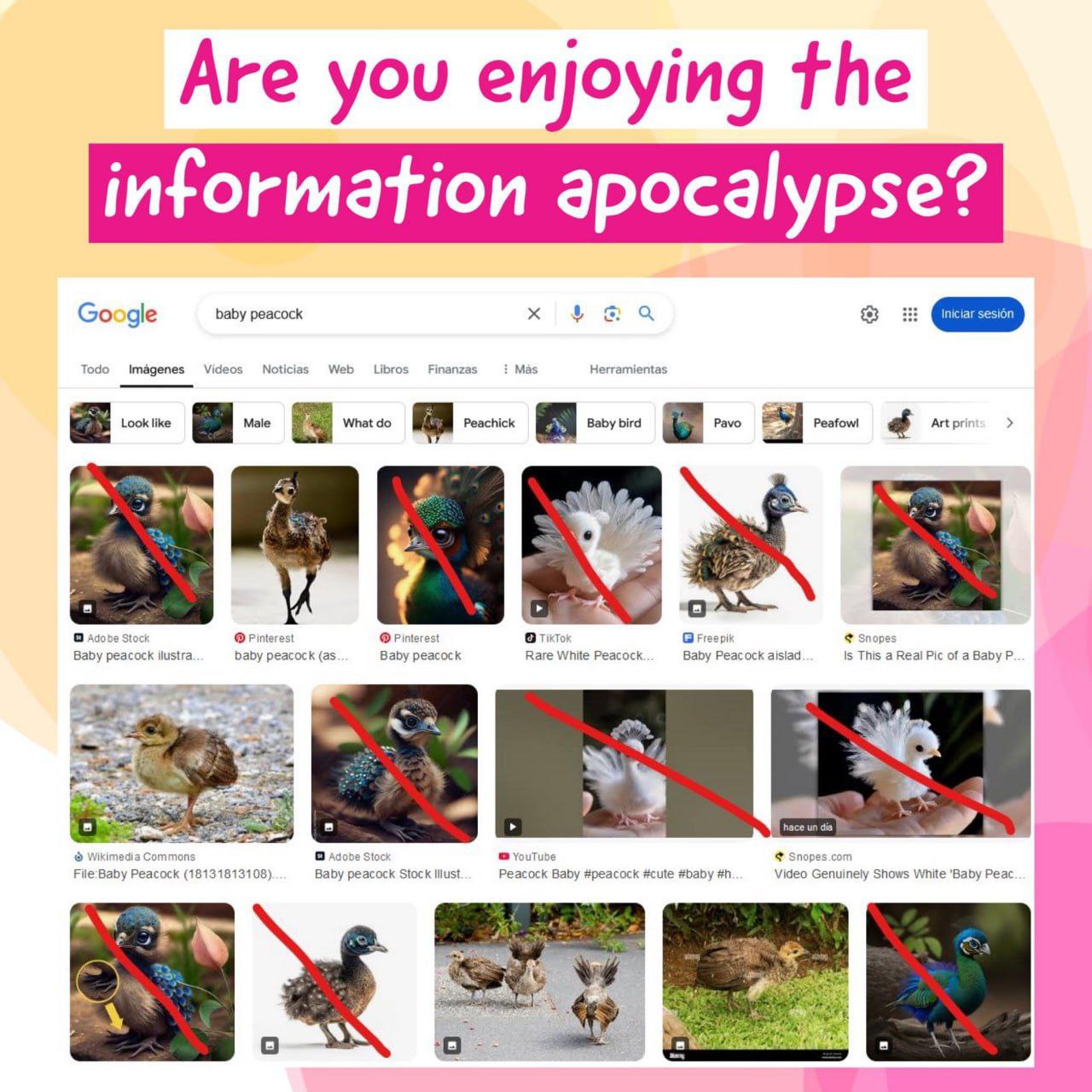 Are you enjoying the information apocalypse? Google baby peacock О Todo Imagenes Videos Noticias Web ibros Finanzas Mas Herramientas Art pri Baby peacock baby peacock (as. Baby peacock Rare White Peac