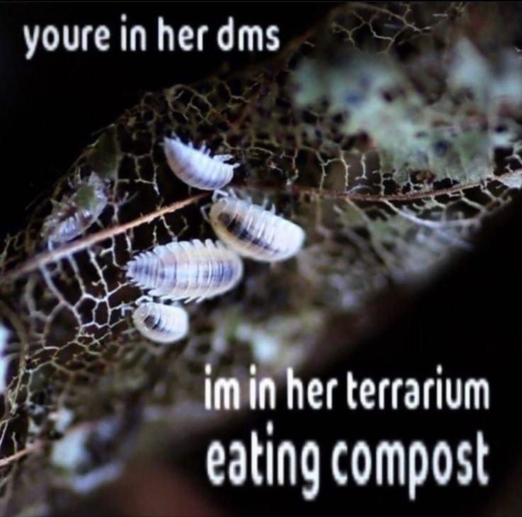 youre in her dms imin her terrarium 4 eating compost