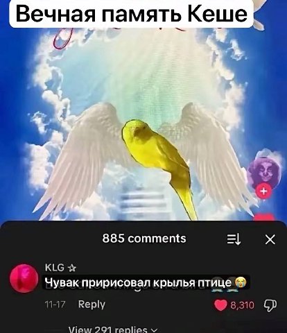 Вечная память Кеше 885 comments KLG Чувак пририсовал крылья птице 11-17 Reply 8,310 View 291 герпес