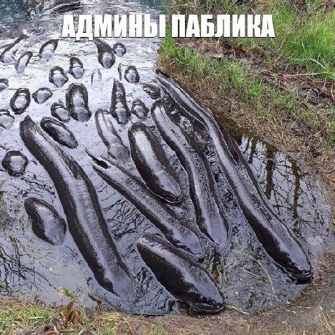 1 ИНЫ ПАБЛИКА 2,