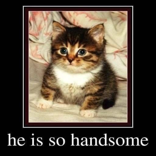 he so handsome