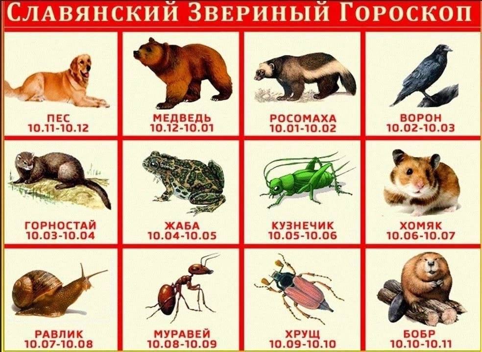 ГОРОСКОП nec МЕДВЕДЬ РОСОМАХА ВОРОН 10.11-10.12 10.12-10.01 10.01-10.02 10.02-10.03 ГОРНОСТАЙ ЖАБА КУЗНЕЧИК хомяк 10.03-10.04 10.04-10.05 10.05-10.06 10.06-10.07 РАВЛИК МУРАВЕЙ ХРУЩ БОБР 10.07-10.08 1