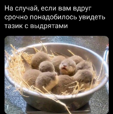 распространите.