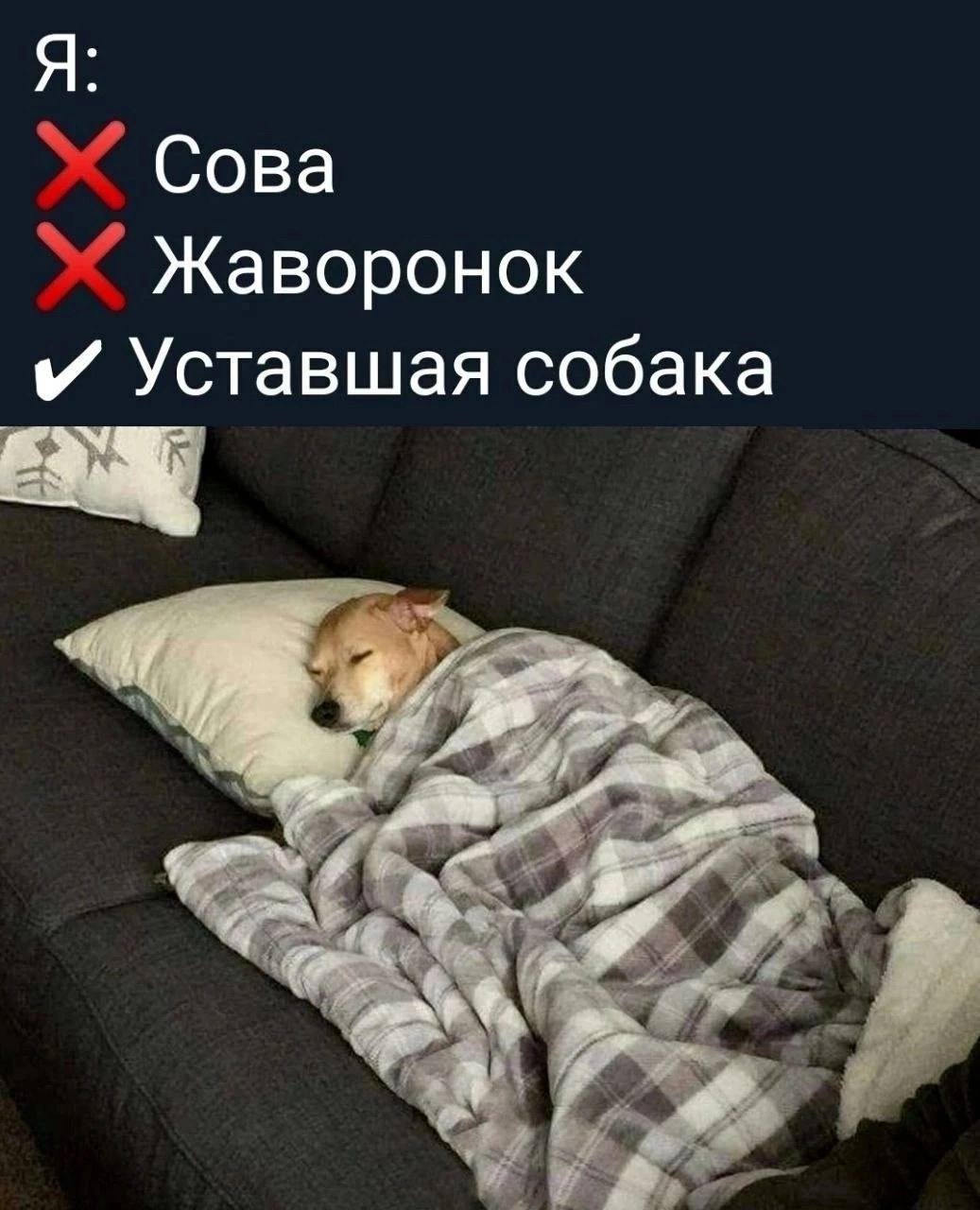 Я: Сова Жаворонок и Уставшая собака