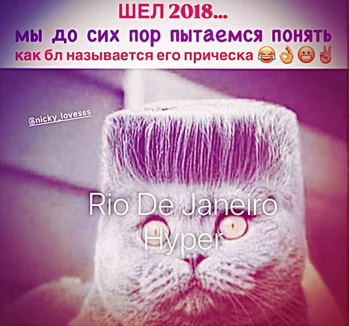 ШЕЛ 2018... 1 до сих пор пытаемся поня называется его прическа nic! I 5%