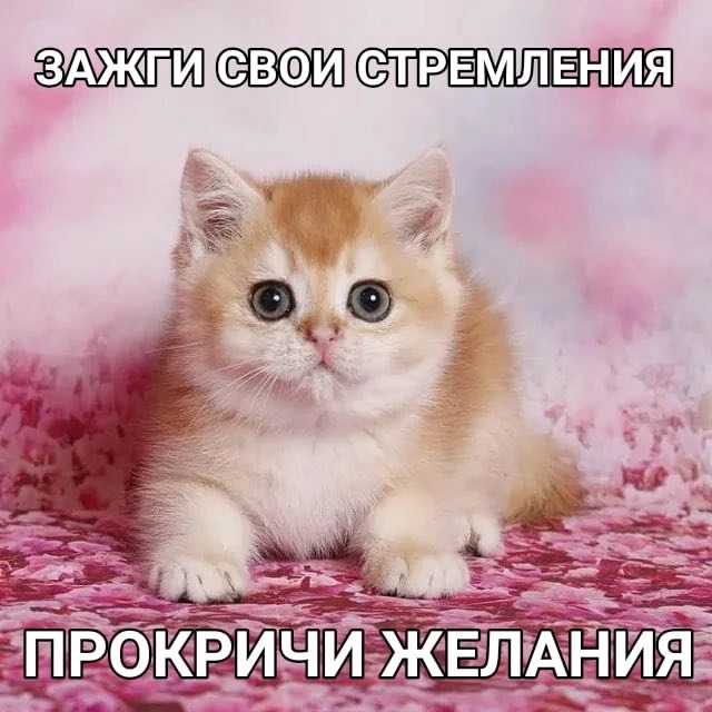 ЗАЖ МЛЕНИЯ ПРОКРИЧИ ЖЕЛАНИЯ