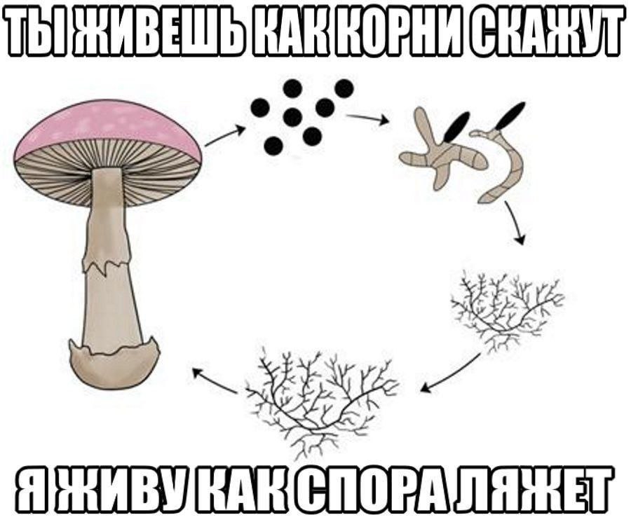 СКАЖУТ A 7