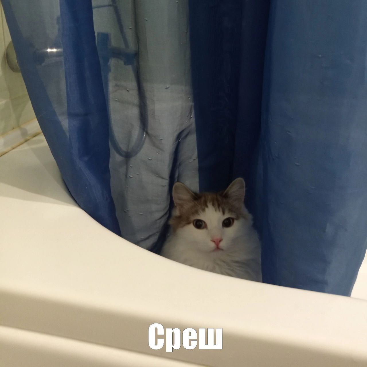 | BS