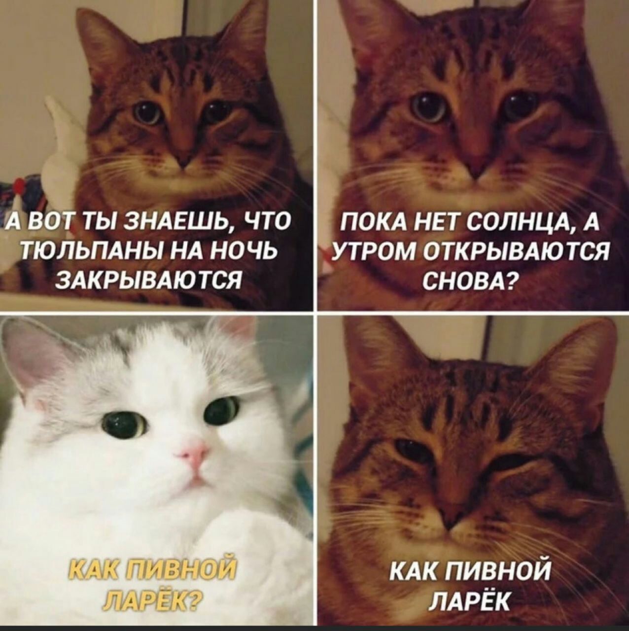 А ВОТ ТЫ ЗНАЕШЬ, ЧТО ПОКА НЕТ СОЛНЦА, А ТЮЛЬПАНЫ НА НОЧЬ УТРОМ ОТКРЫВАЮТСЯ ЗАКРЫВАЮТСЯ СНОВА? КАК КАК ПИВНОЙ ЛАРЁК