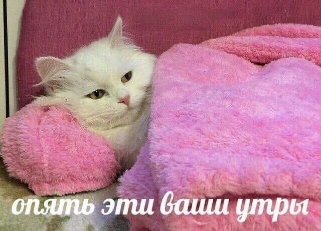 опять эти ваши утры