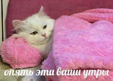 опять эти ваши утры