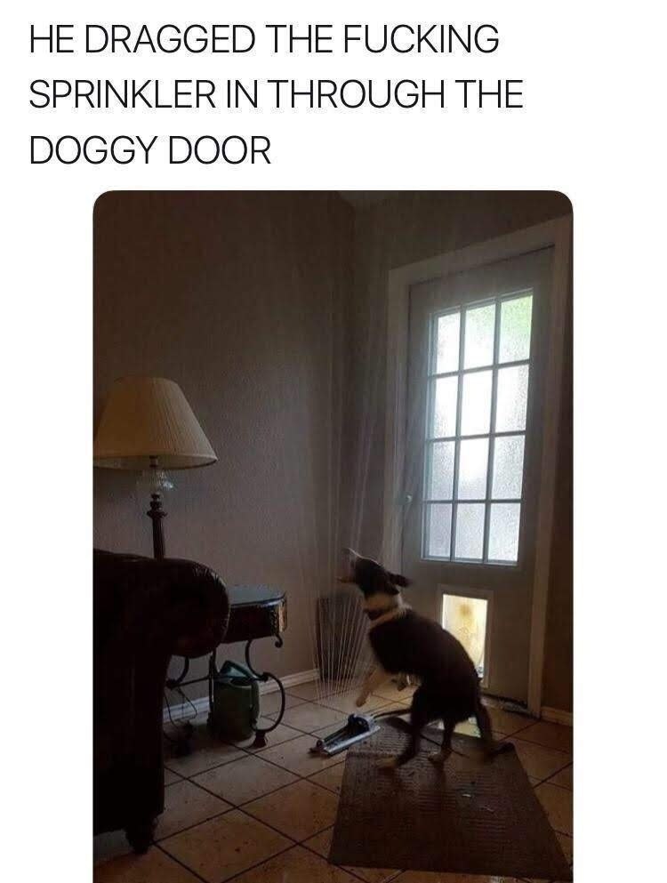 HE DRAGGED THE FUCKING SPRINKLER IN THROUGH THE DOGGY DOOR