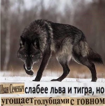 льва и тигра, но угощаеТголубцами с говном