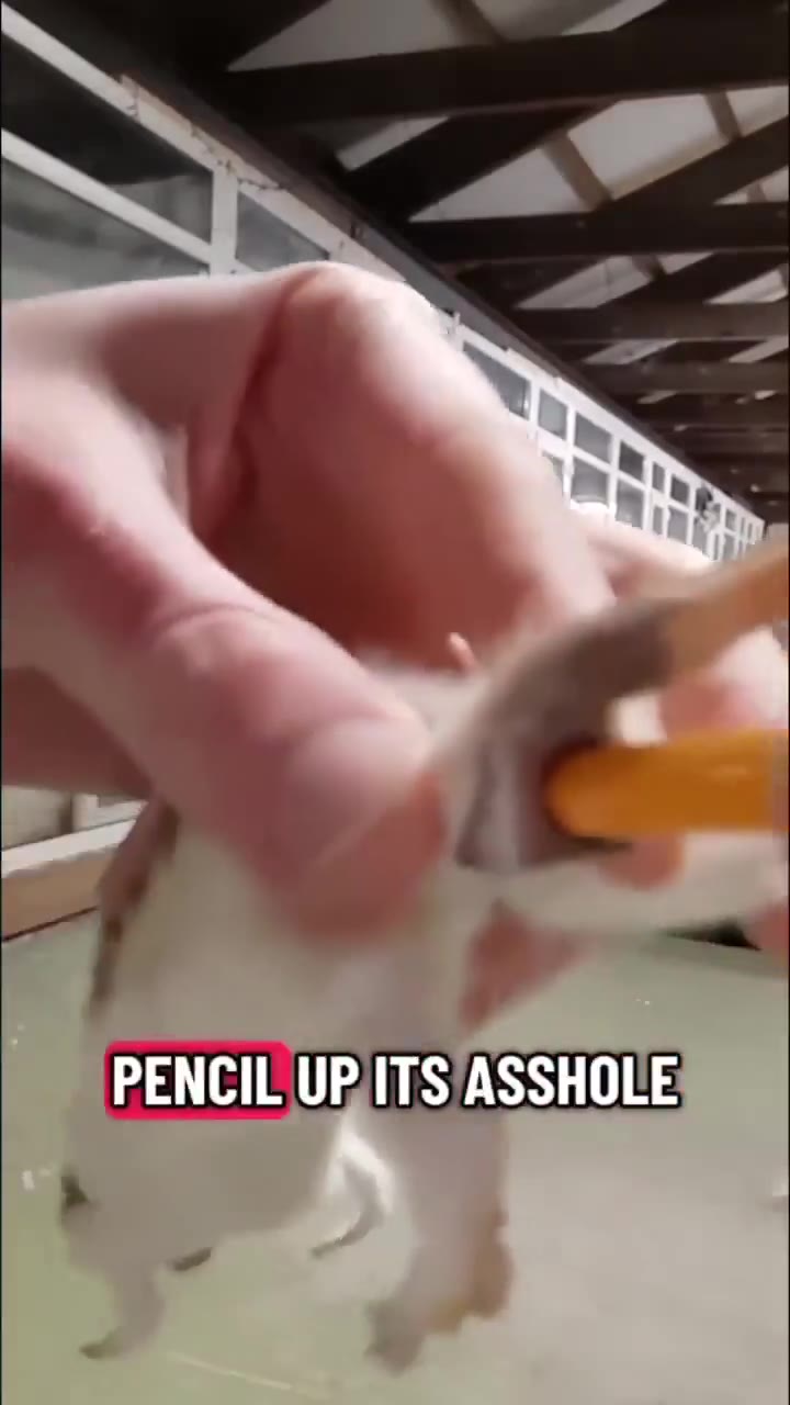 PENCIL ОР ТЗ ASSHOLE