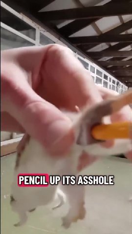 PENCIL ОР ТЗ ASSHOLE