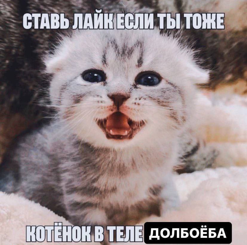СТАВЬ ЛАИК ЕСЛИ ТЫ ТОЖЕ В ТЕЛЕ ДОЛБОЁБА.