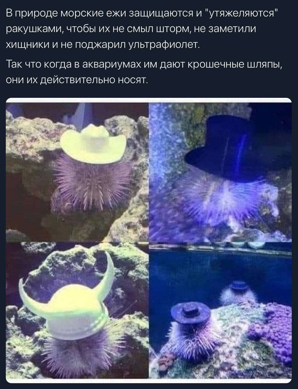 напоминау