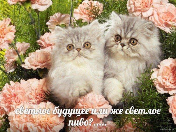 же сбетлое