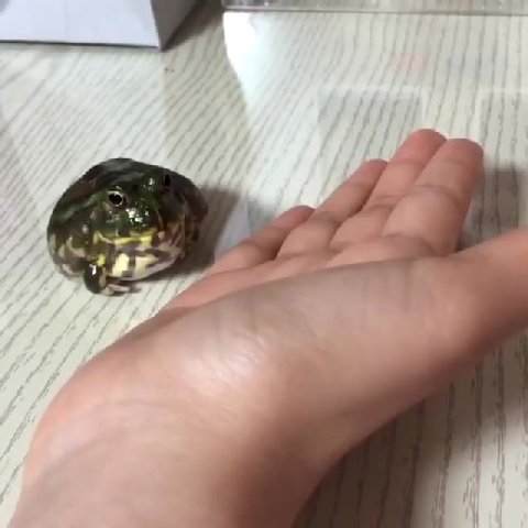 мем