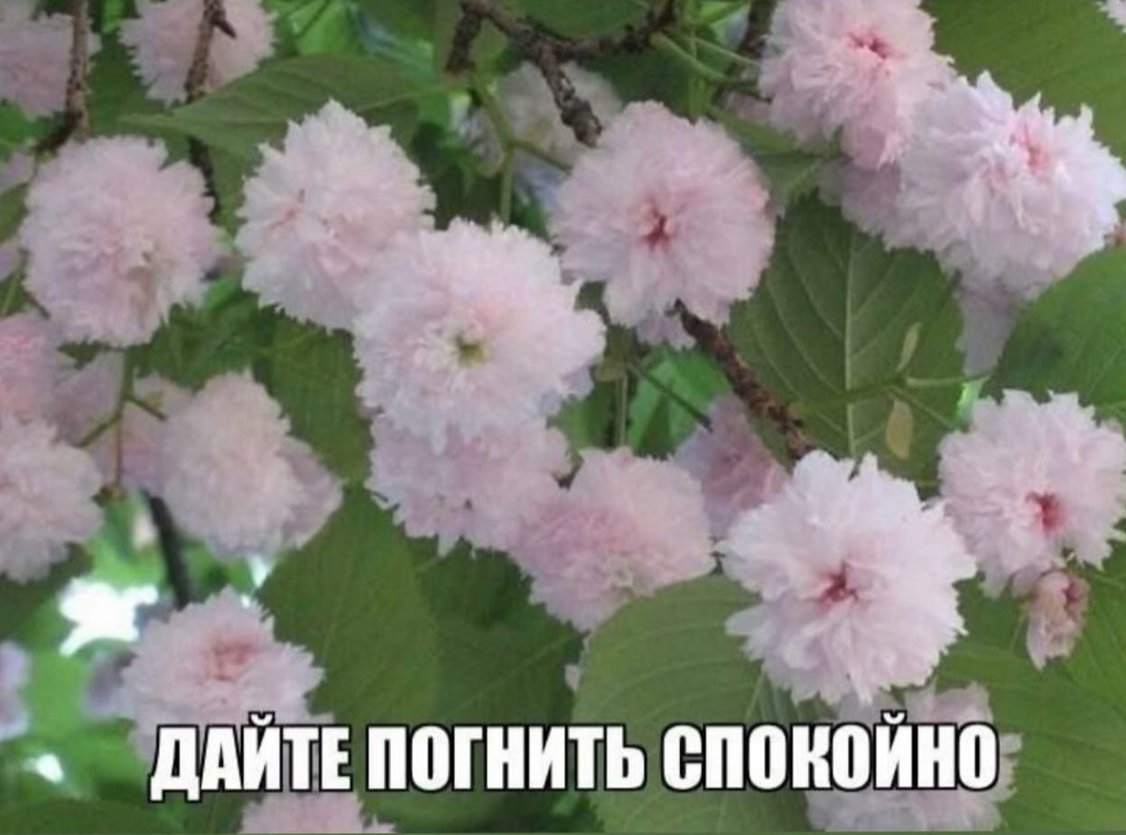 a ДАЙТЕ ПОГНИТЬ спокойно;