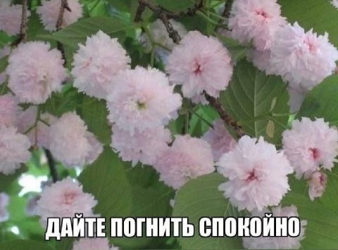 a ДАЙТЕ ПОГНИТЬ спокойно;