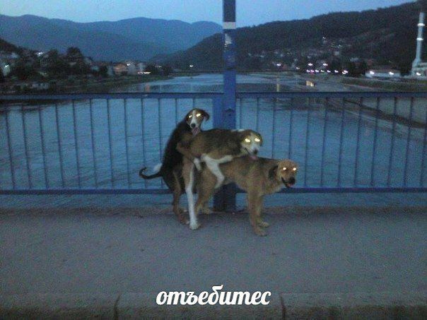 отьебитес