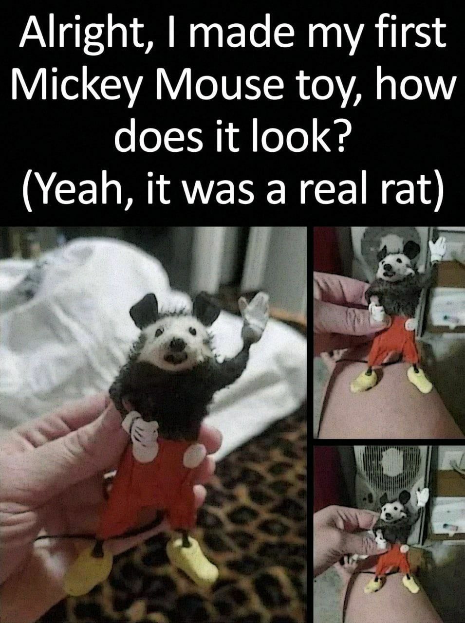 Alright, made my first Mickey Mouse toy, how does it look? (Yeah, it was a real rat)