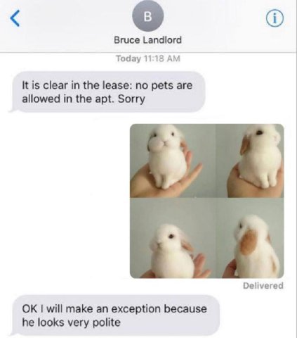 Bruce Landlord Today 11:18 It is clear in the lease: no pets are allowed in the apt. Sorry Delivered will make an exception because he looks very polite