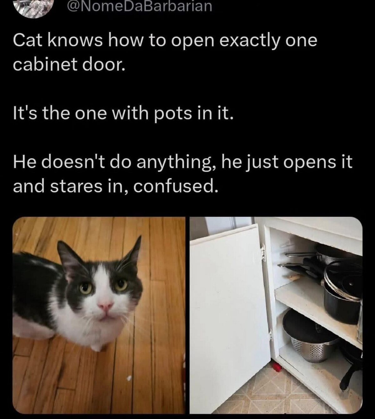 Cat knows how to open exactly one cabinet door. It's the one with pots in it. He doesn't anything, he just opens it and stares in, confused.