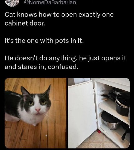 Cat knows how to open exactly one cabinet door. It's the one with pots in it. He doesn't anything, he just opens it and stares in, confused.